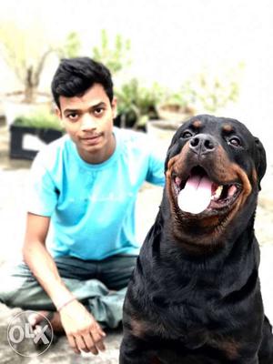 2 year old heavy rottweiler mating avalable