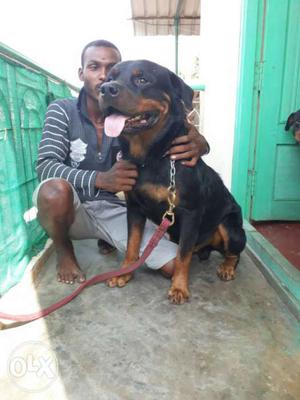 2 years old Rottweiler male available only mating with KCI