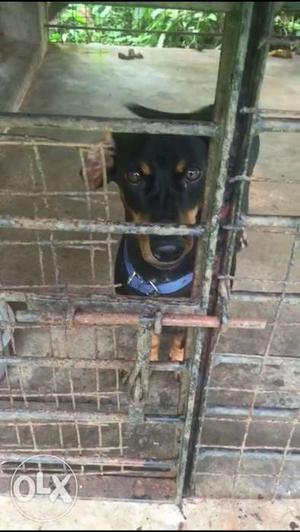 2 yr old black and tan colour daschund for sale