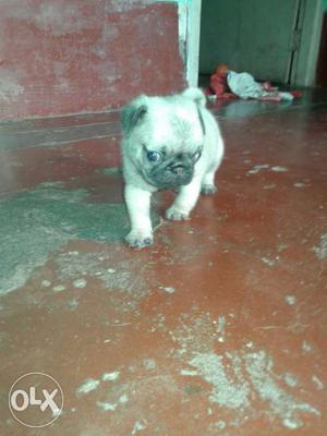28 days male pugg puppy for sale