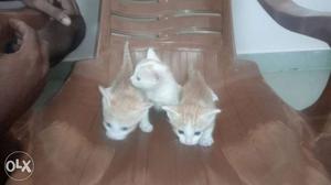 3 kittens available.. 35 days old