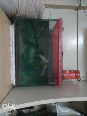 3 shark fish and tank (combine) and 2ft tank
