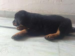 42 days heavy bone Rottweiler pups only for good