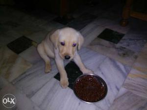 45 days female puppy heavy bone very active and
