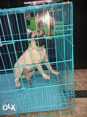 5 month old pug male puppy available. l31