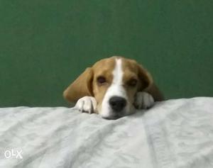 5 months old male beagle puppy healthy and active