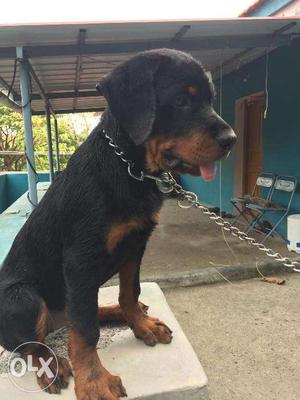 5 months old male rottweiler with certificate and