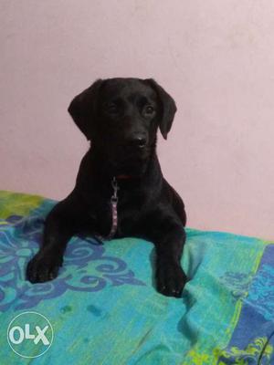 6 months old black Labrador male