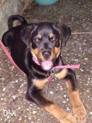7 months old Rottweiler female puppy. Fully