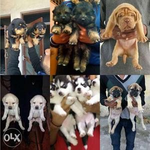Allahabad supply all breed puppy available