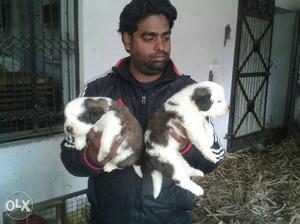 Allahabad supply saint Bernard and Rottweiler