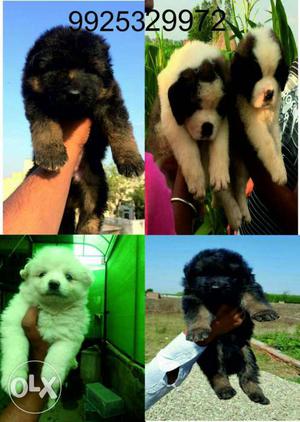 Amazing pet point show quality dog puppies