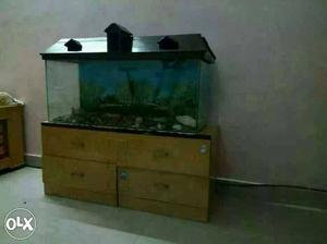 Aquarium for fishes