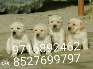 Atom quality in noida--sant barnard puppy and all type of