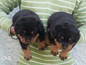Authentic quality Rottweiler male Puppies