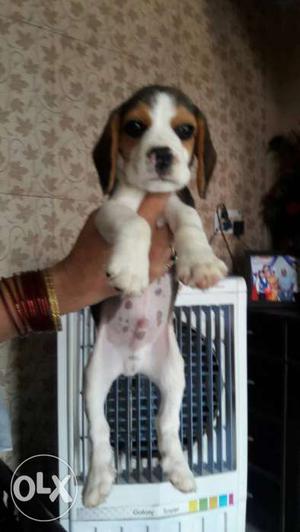 BEGAL MALE PUP TRI colour Available in Delhi call