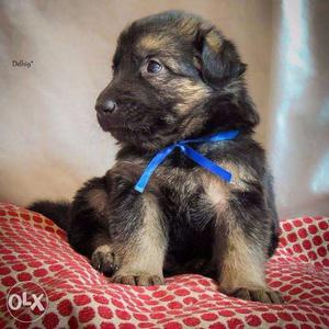 Beagle Pug Lhasa Havanese Poodle Gsd Lab pups 4 Sell Trust
