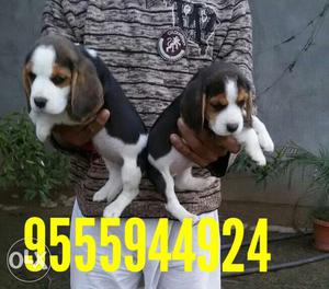 Beagle Pup For Sell at Best Price Call Now