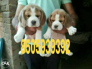 Beagle best quality pure breed pups selling full