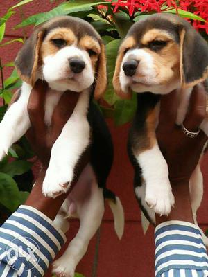 Beagle male and female puppies available