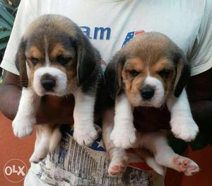 Beagle puppies at good price
