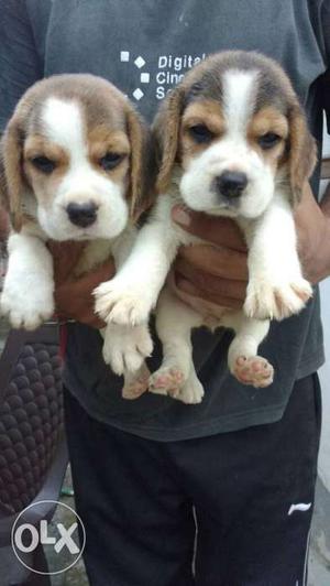 Beagle pups for sale male  and female 