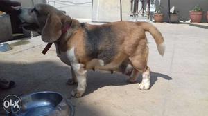 Beagle twice littered female available for loving