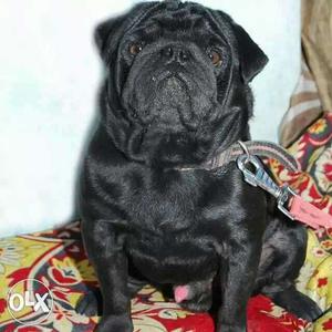 Beautiful pug litter sale with mother 2 black