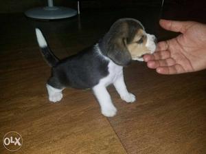 Begal male pup tri colour for sale. age 28 days old. Father