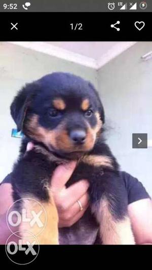 Best and high qulity Rottweiler Puppy for sale be a proud