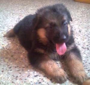 Best quality German shepherd puppies available
