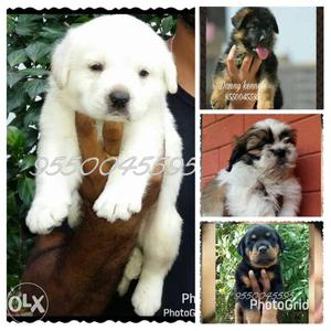 Best quality Labrador puppies male at  female
