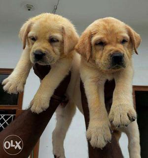Bhatia Pet House Sell in show quality Labrador puppies