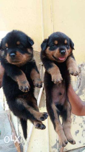 Bhatia Pet House Sell in show quality rottweiler puppies