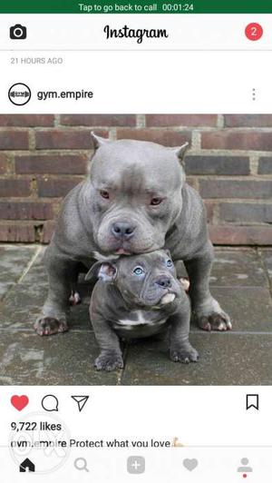 Black American Bully With Puppy