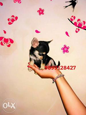 Black And Fawn Smooth coat Chihuahua male puppy