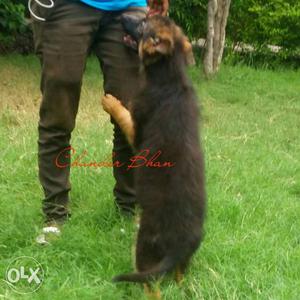 Black And Tan German Shepherd Puppy Sell