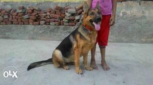 Black And Tan German Shepherd available for matting