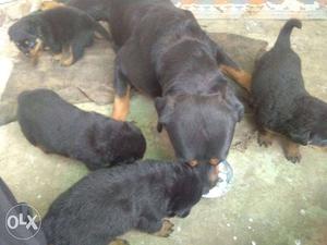 Black And Tan Rottweiler And Puppy Litter