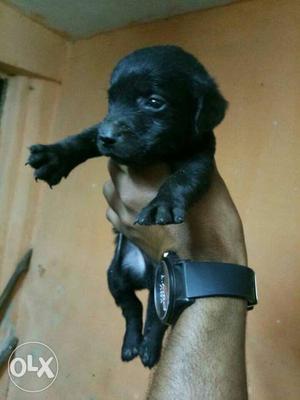 Black Coloer Labrador Male available lowest price