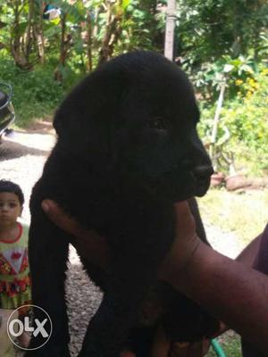 Black Labrador Retrieverpuppy