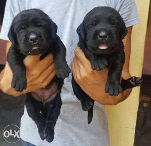 Black Labrador male & female puppy available