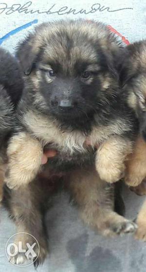 Black-and-tan German Shepherd Puppy Litter