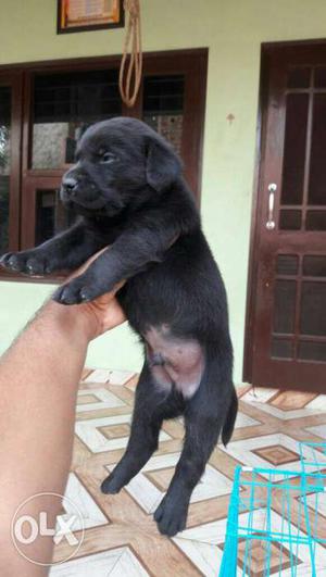 Black labrador pups available