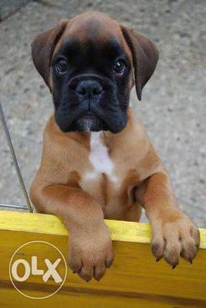 Boxer Puppies male and female available At