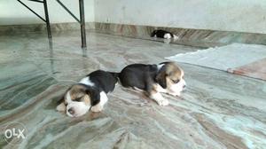 Breed:- Beagle Age:- 30days Gender:- Male & Female Color:-