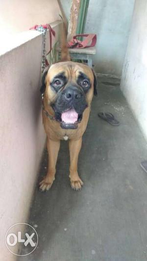 Bull mastiff male - Ready for crossing Age 1 and