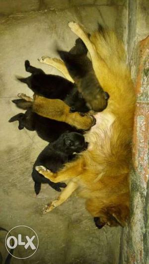 Calture pom puppies available in low price