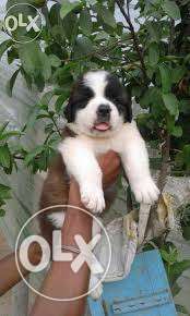 Cash on delivery / saint br. puppy for sell with paper so