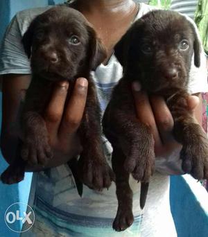Chocolate Labrador Retriever Puppies available
